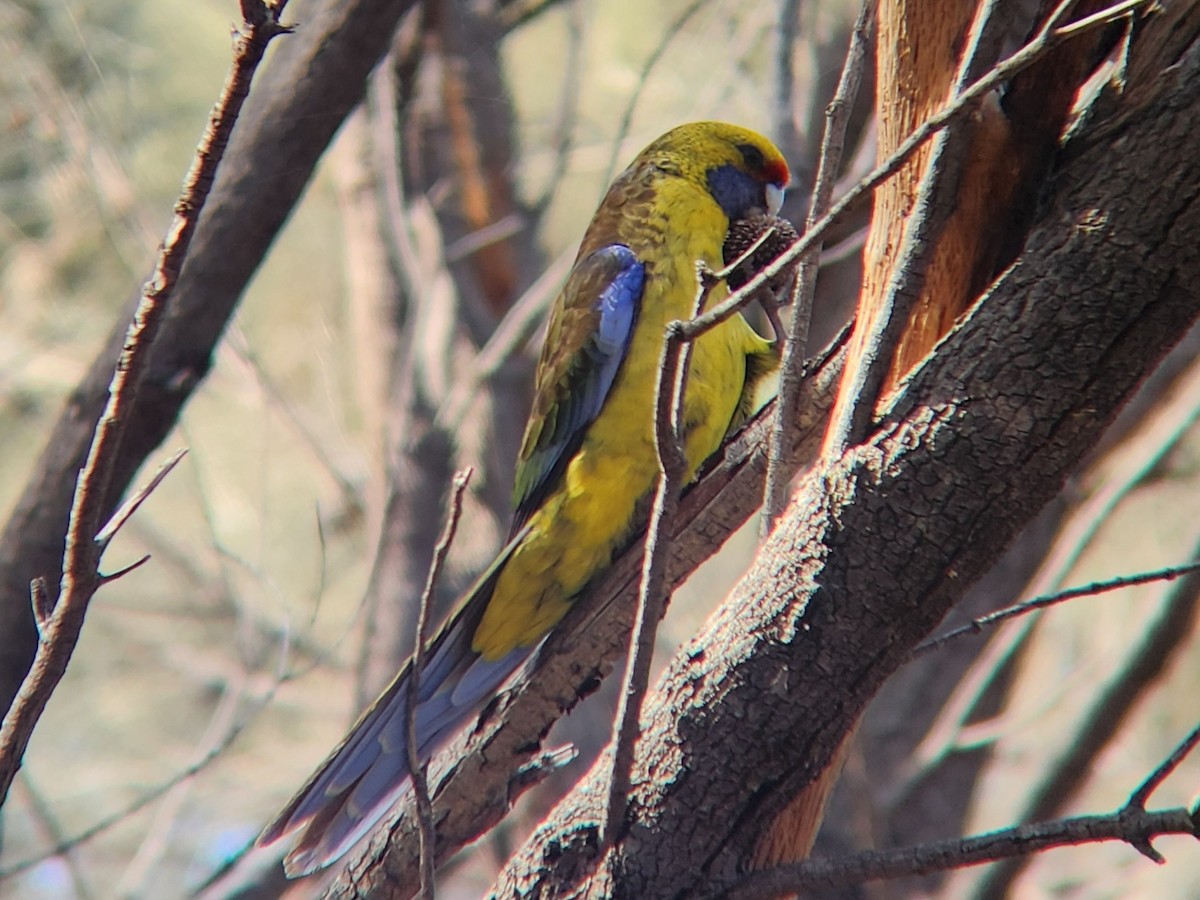 Green Rosella - ML624184381