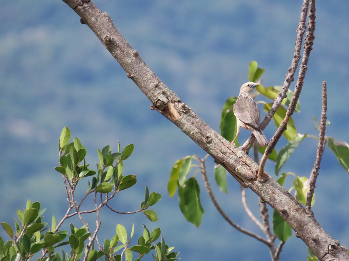 Chestnut-tailed Starling - ML624184402