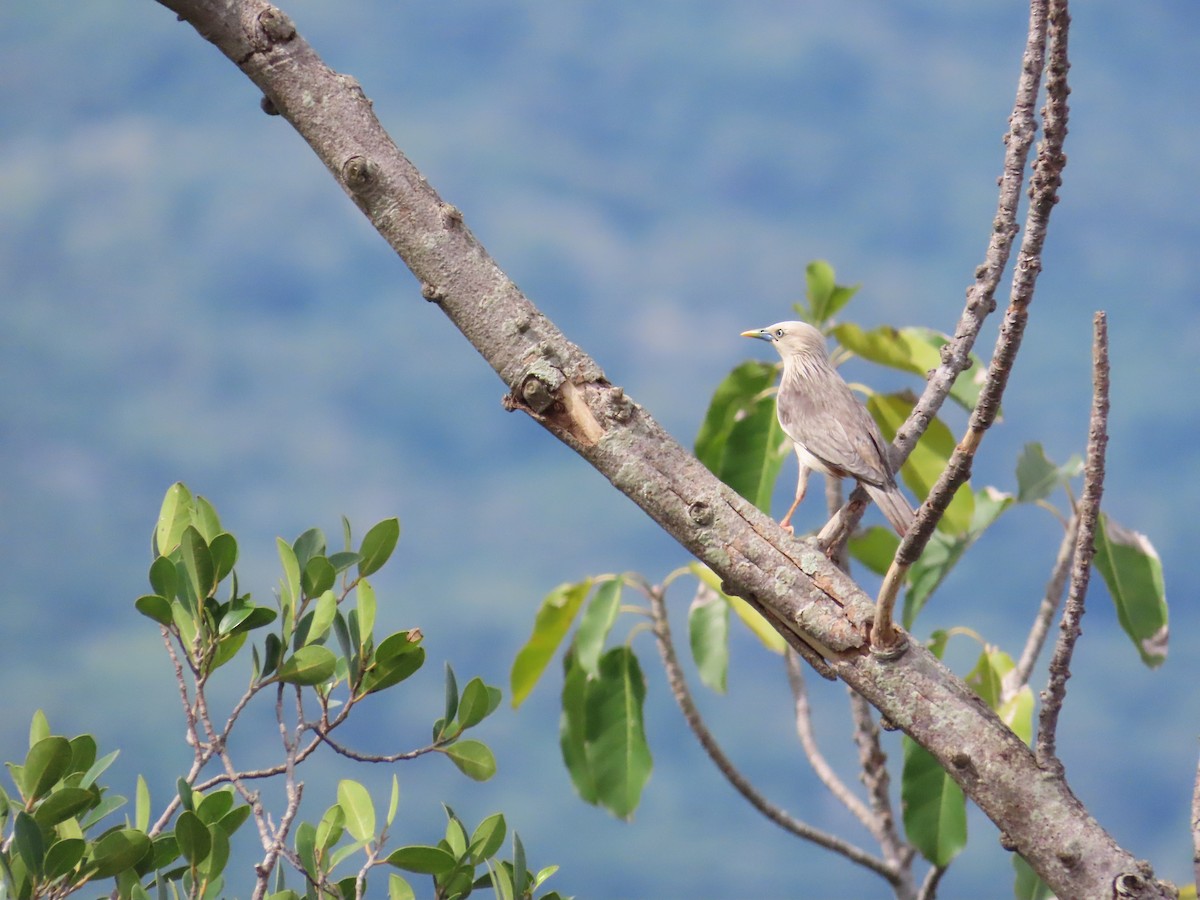 Chestnut-tailed Starling - ML624184403