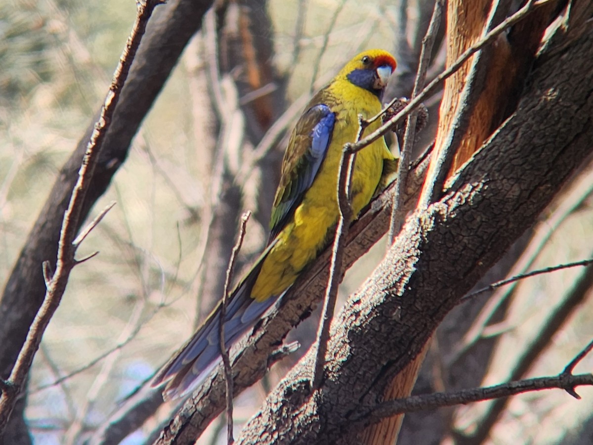 Green Rosella - ML624184420