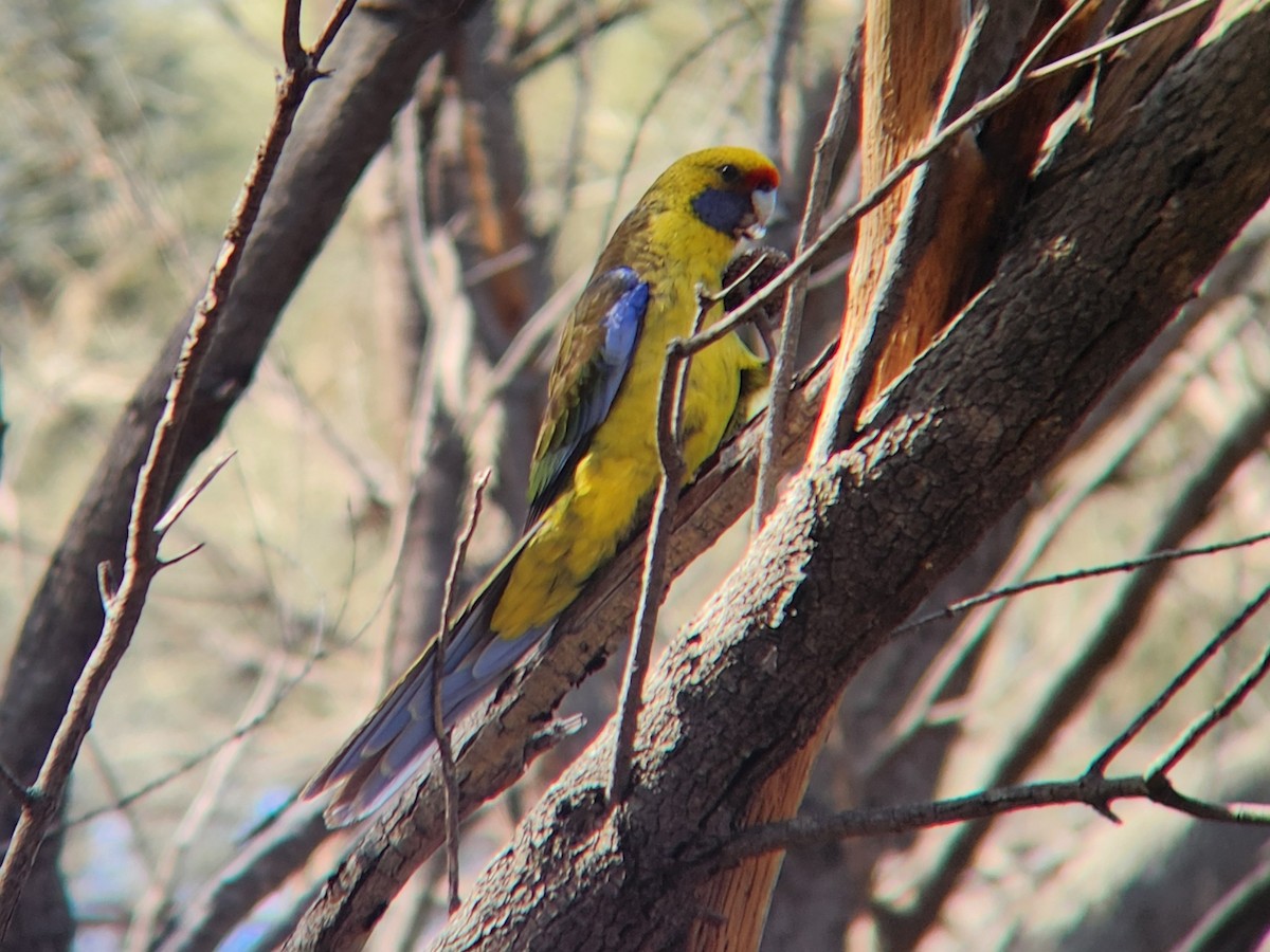 Green Rosella - ML624184421