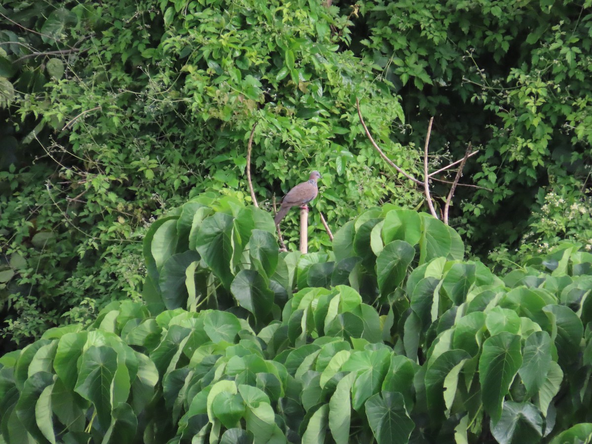 Spotted Dove - ML624184425