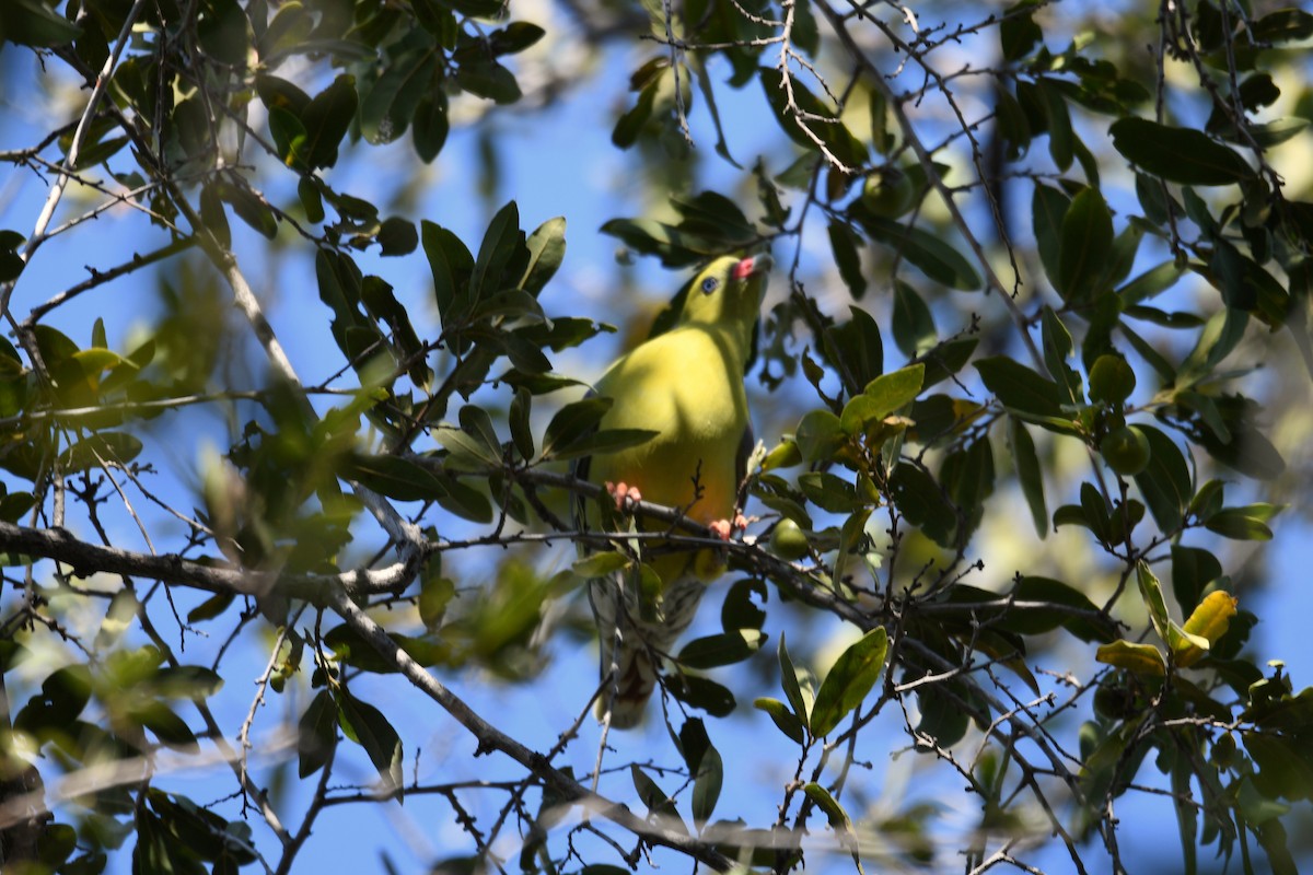 African Green-Pigeon - ML624184435