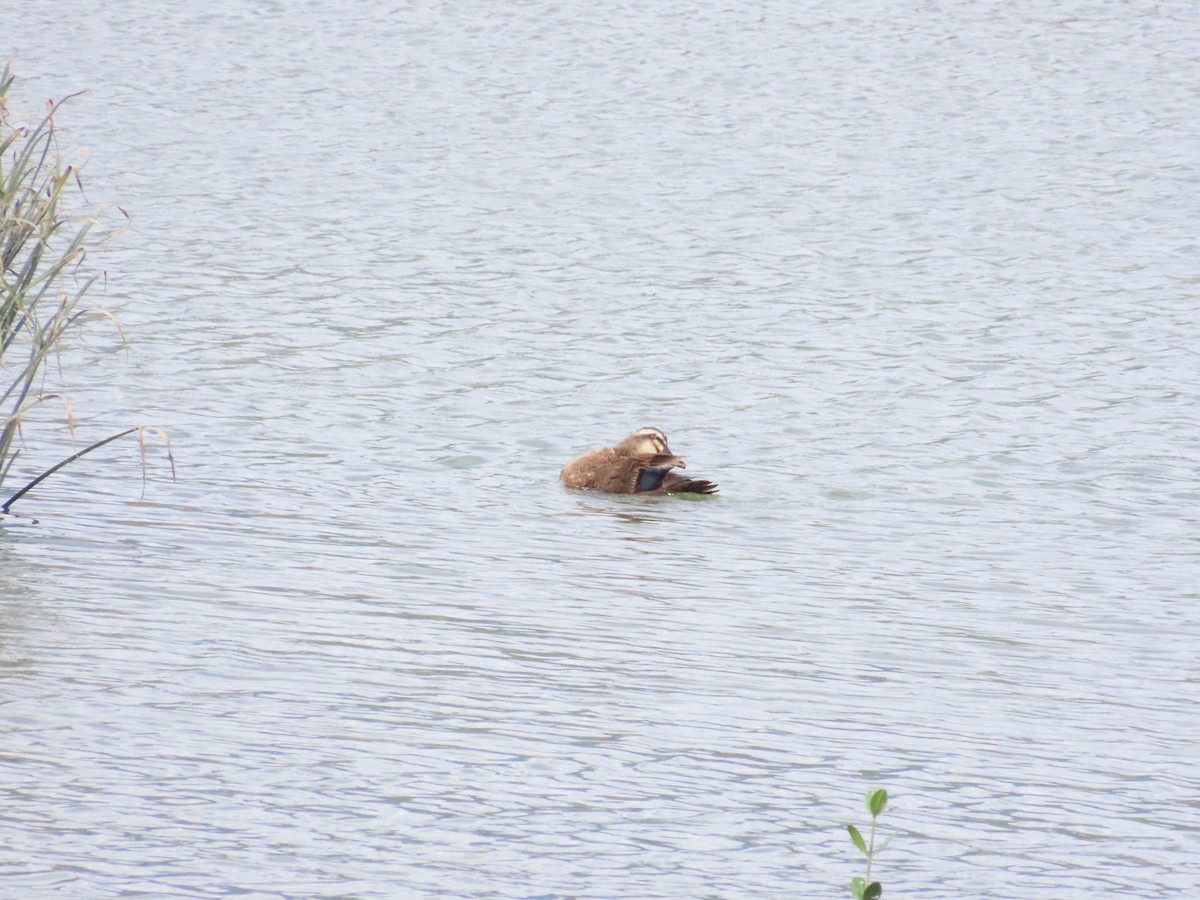 Eastern Spot-billed Duck - ML624184438