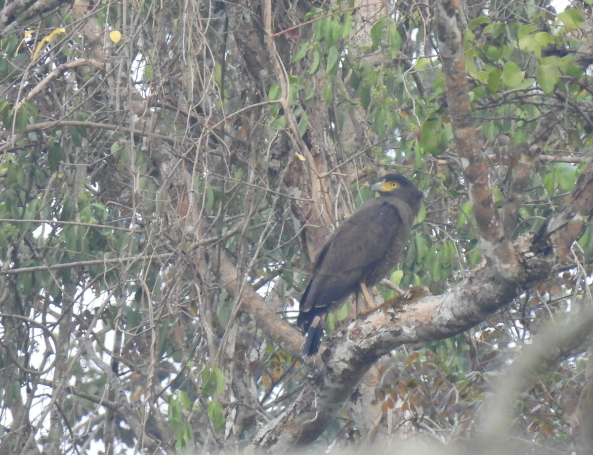 Crested Serpent-Eagle - ML624184470