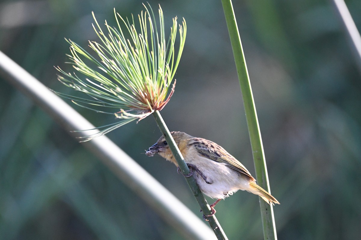 Southern Brown-throated Weaver - ML624184526