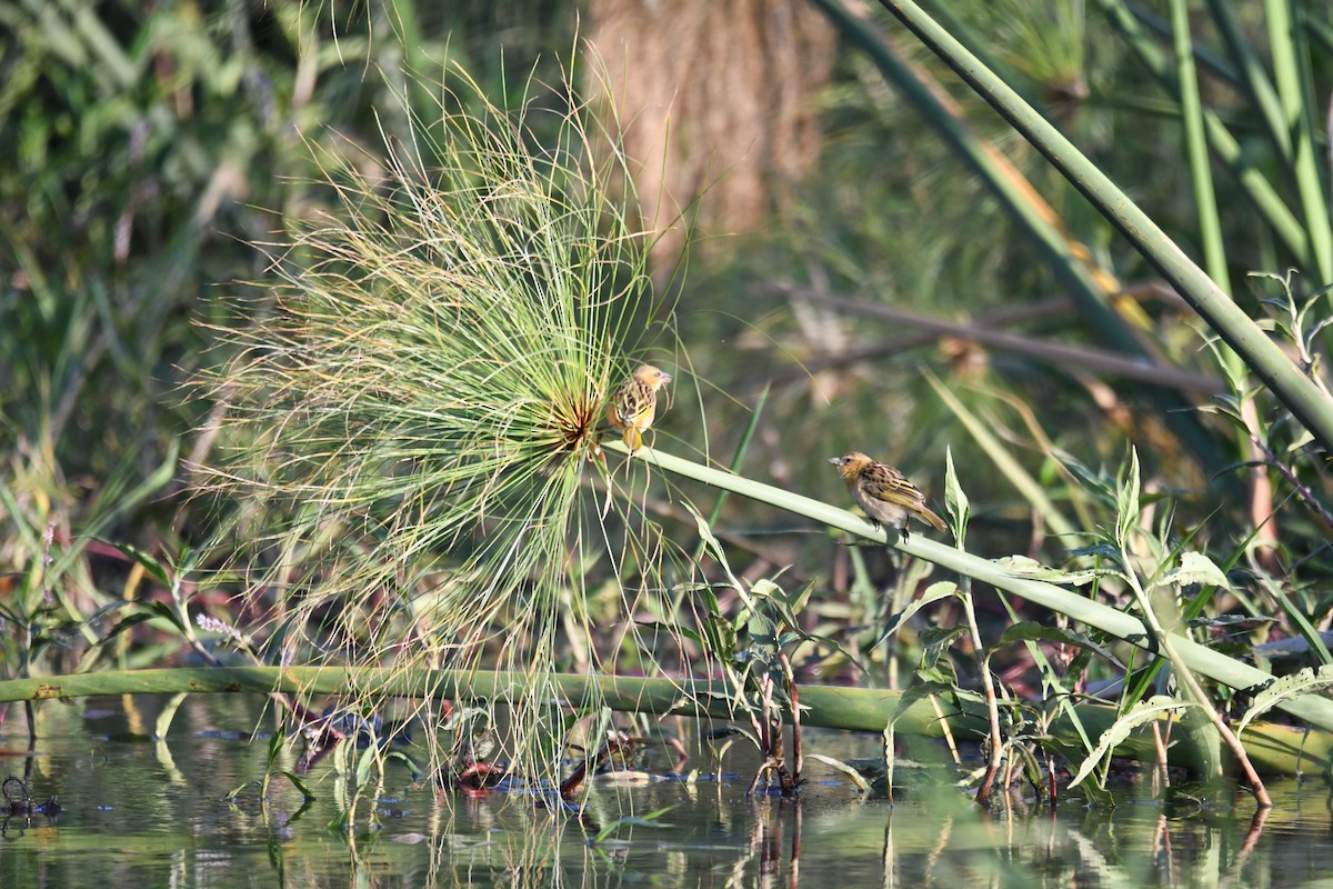 Southern Brown-throated Weaver - Philipp Straub