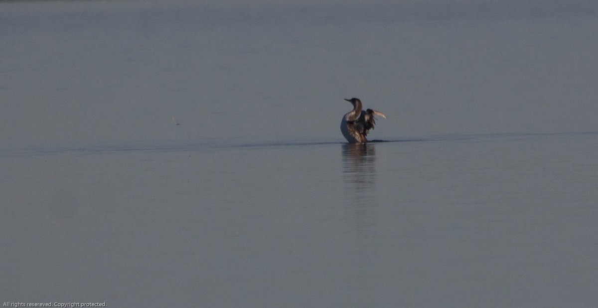 Red-throated Loon - ML624184540