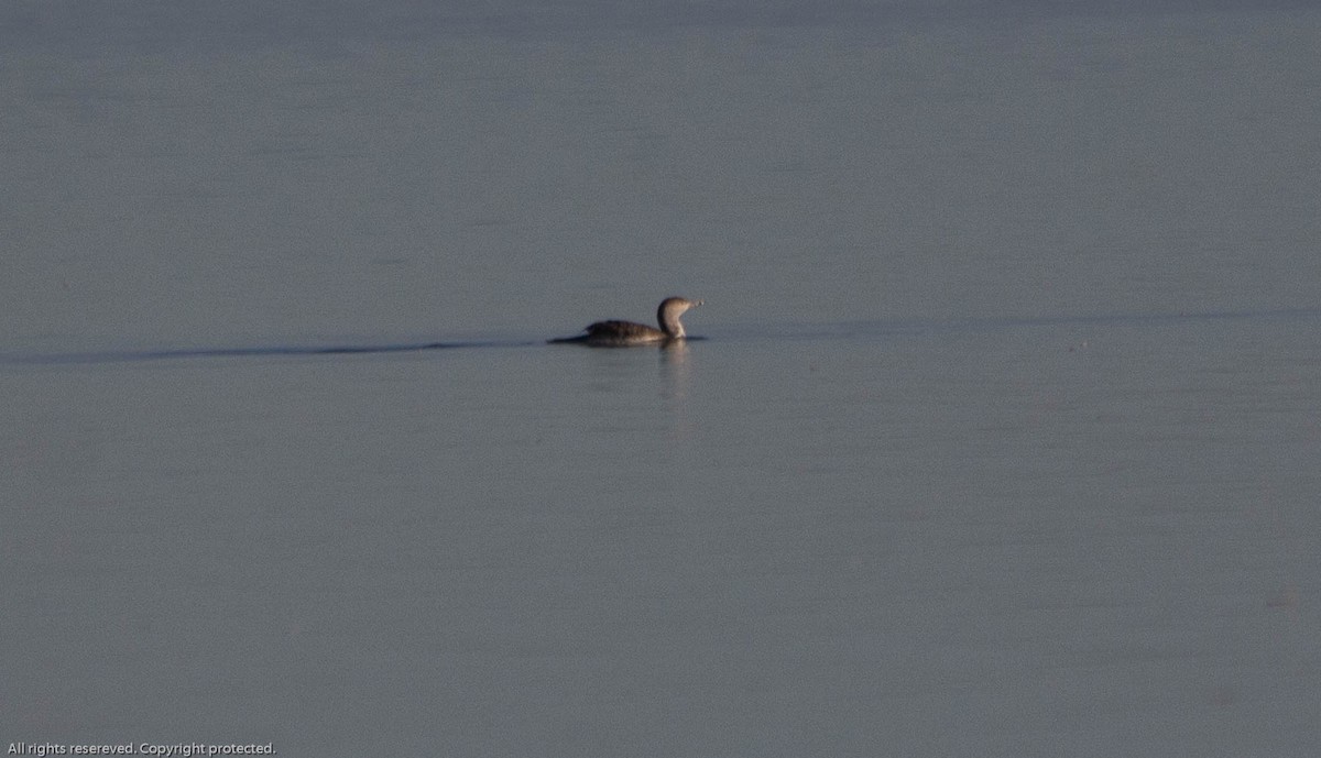 Red-throated Loon - ML624184541