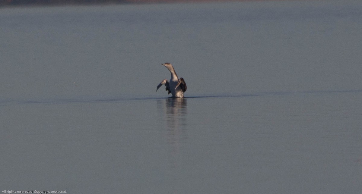 Red-throated Loon - ML624184542