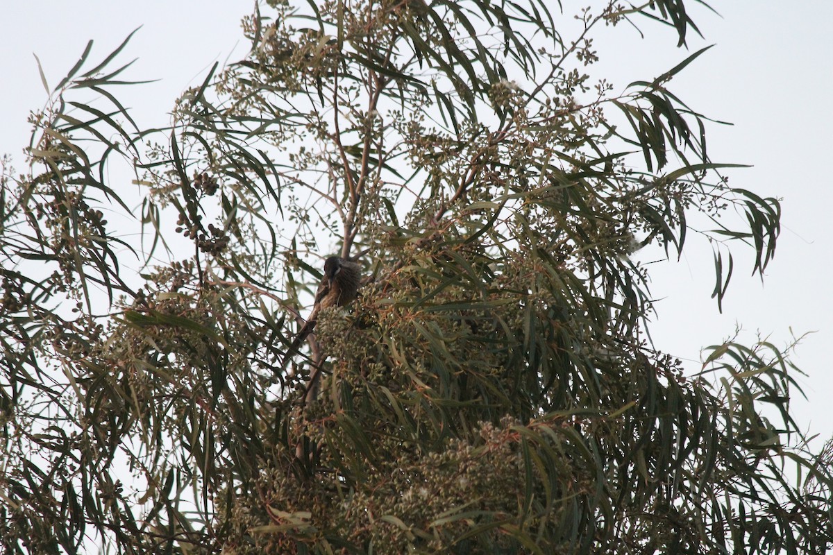 Red Wattlebird - ML624184551