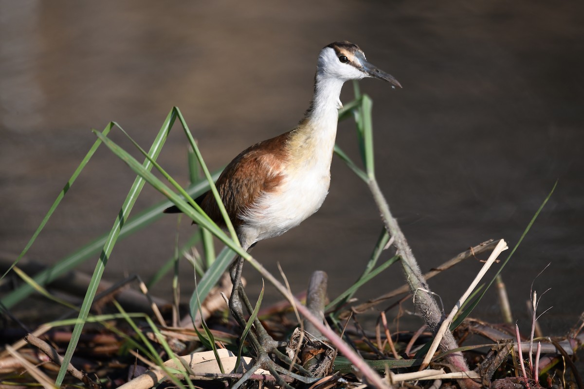 African Jacana - ML624184557