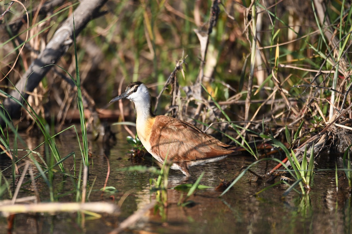 African Jacana - ML624184562