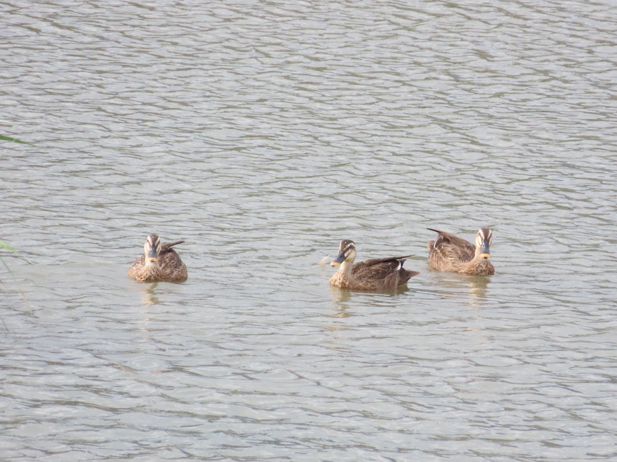 Eastern Spot-billed Duck - ML624184593