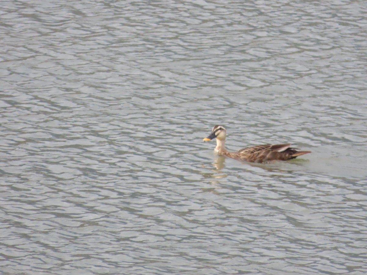 Eastern Spot-billed Duck - ML624184594