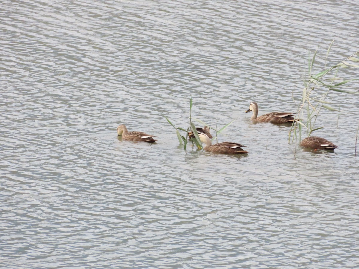 Eastern Spot-billed Duck - ML624184595