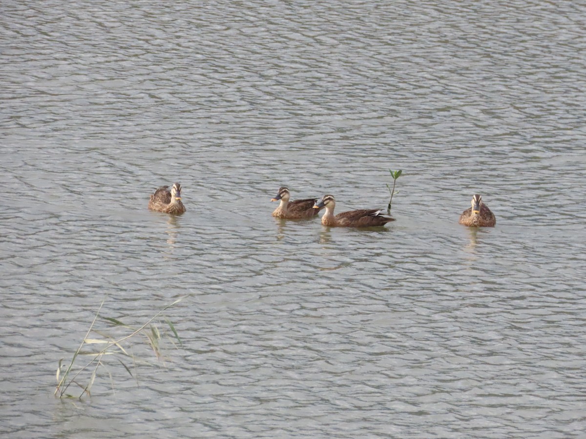 Eastern Spot-billed Duck - ML624184596