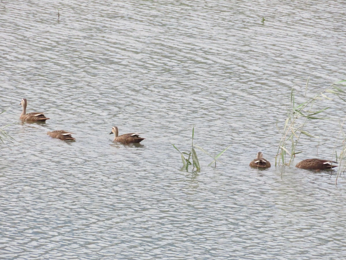 Eastern Spot-billed Duck - ML624184597