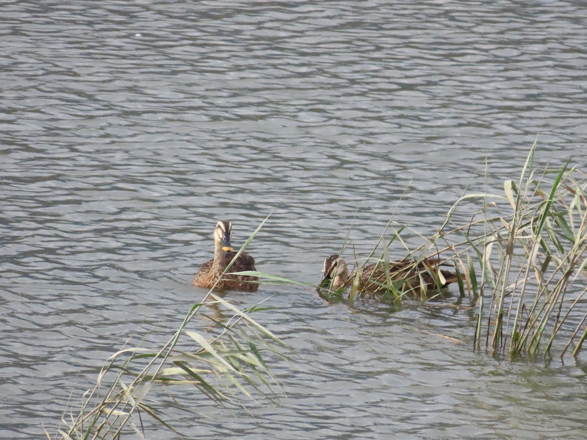 Eastern Spot-billed Duck - 韋勳 陳