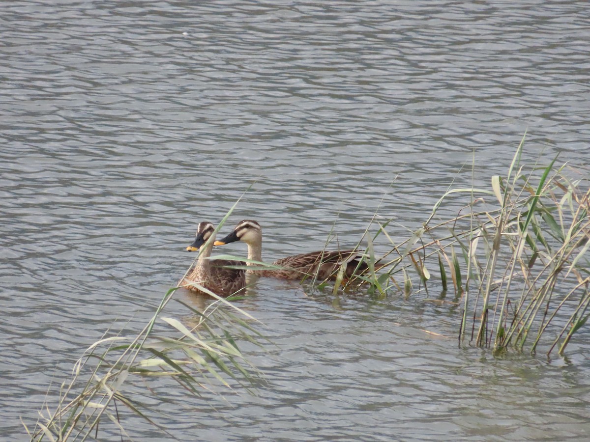 Eastern Spot-billed Duck - ML624184599