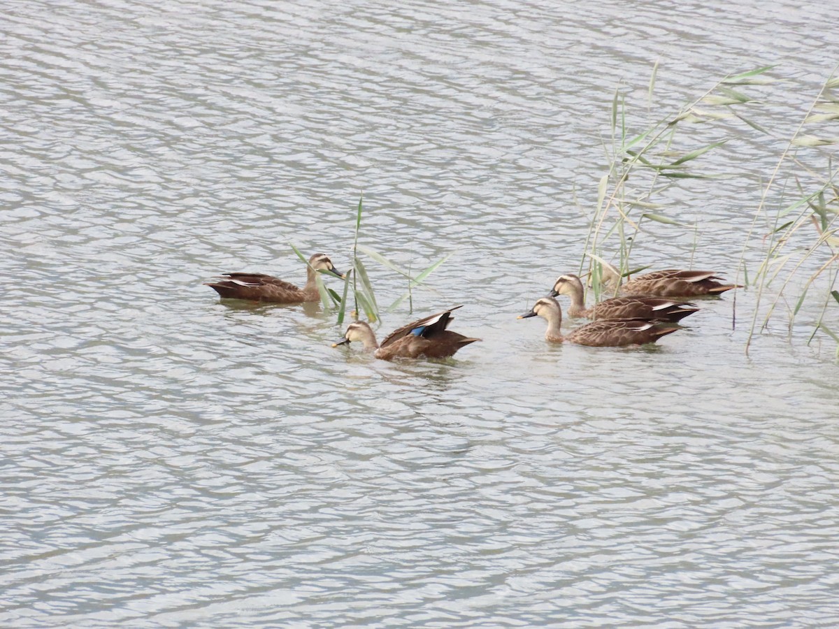 Eastern Spot-billed Duck - ML624184600