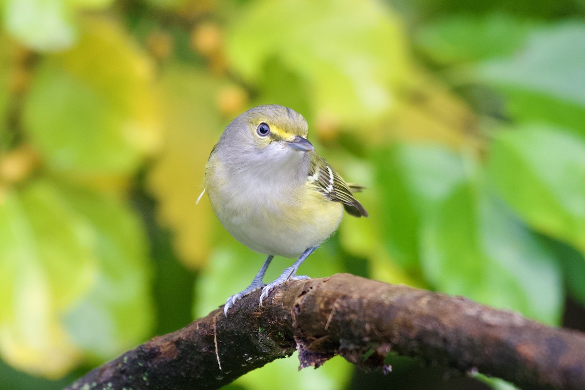 Vireo Ojiblanco - ML624184601