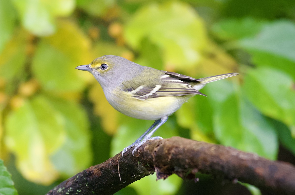 Vireo Ojiblanco - ML624184602