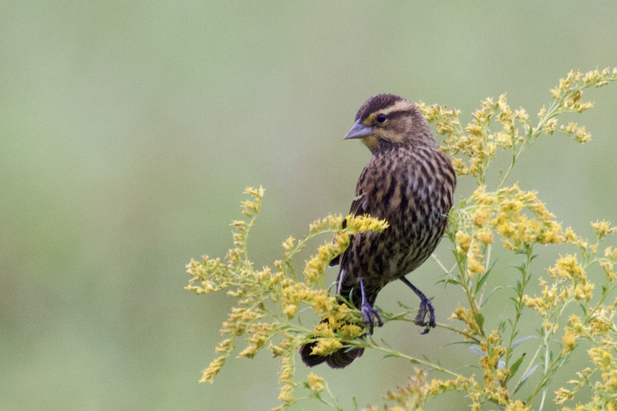 Red-winged Blackbird - ML624184607