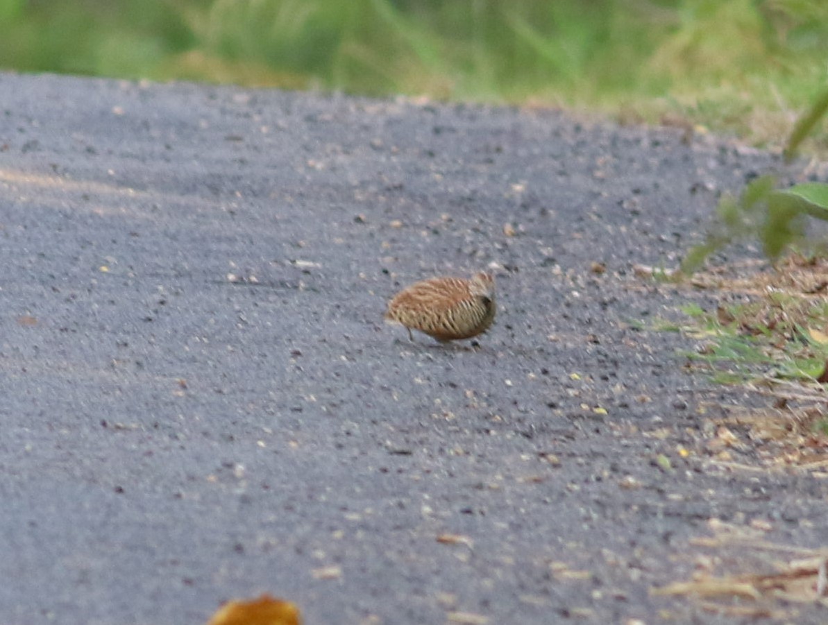 Barred Buttonquail - ML624184665