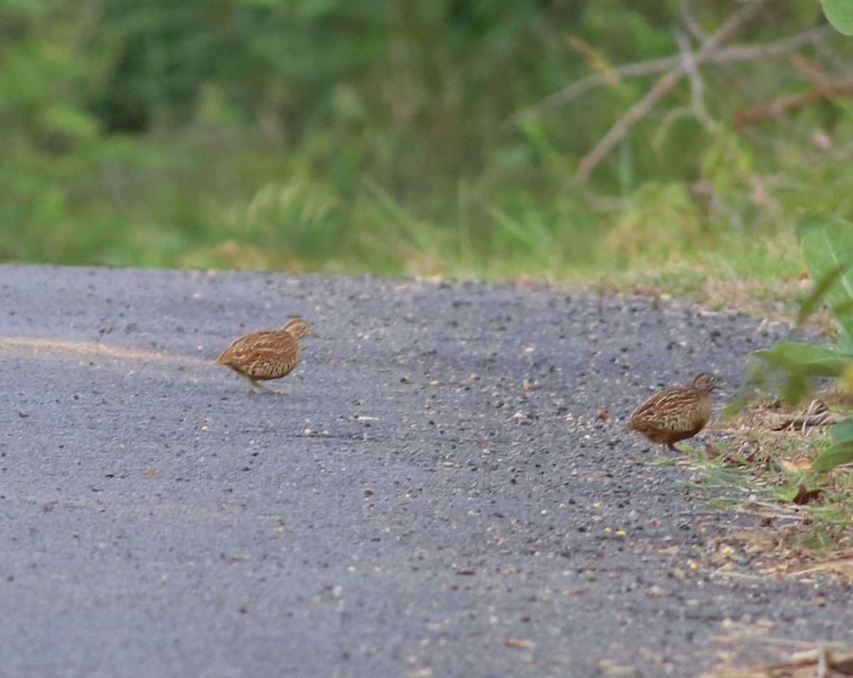 Barred Buttonquail - ML624184667