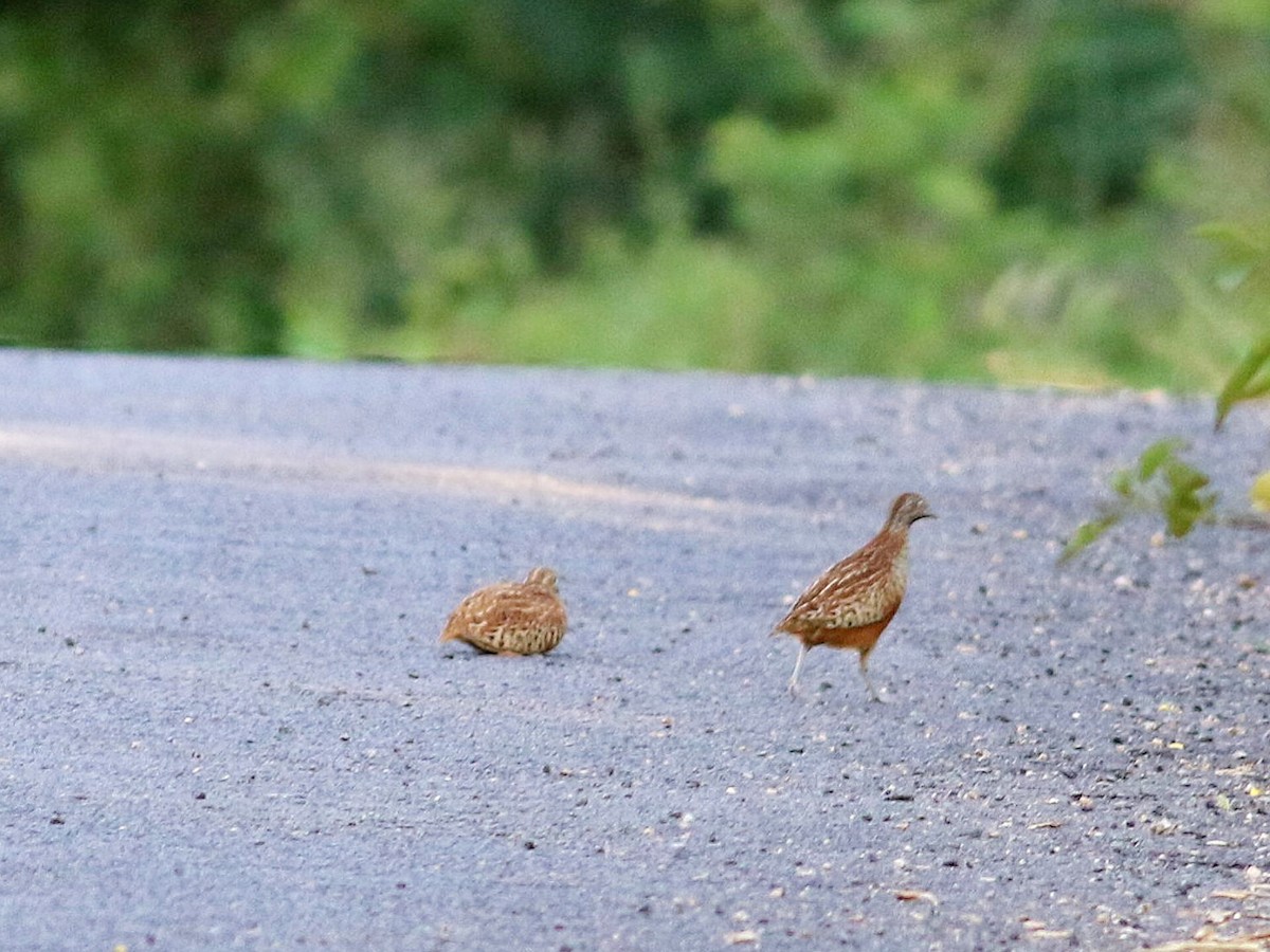 Barred Buttonquail - ML624184670