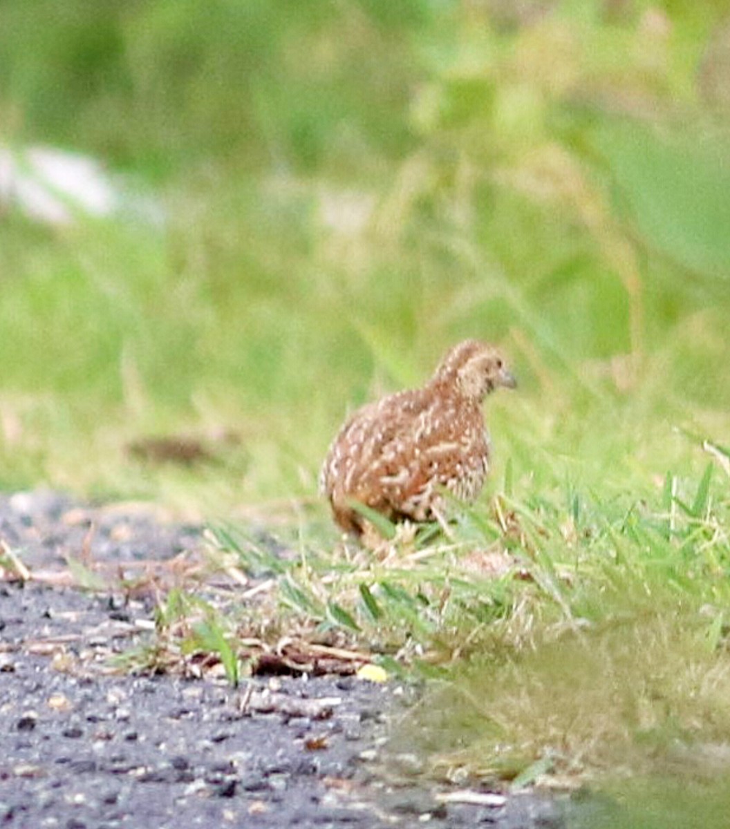 Barred Buttonquail - ML624184672