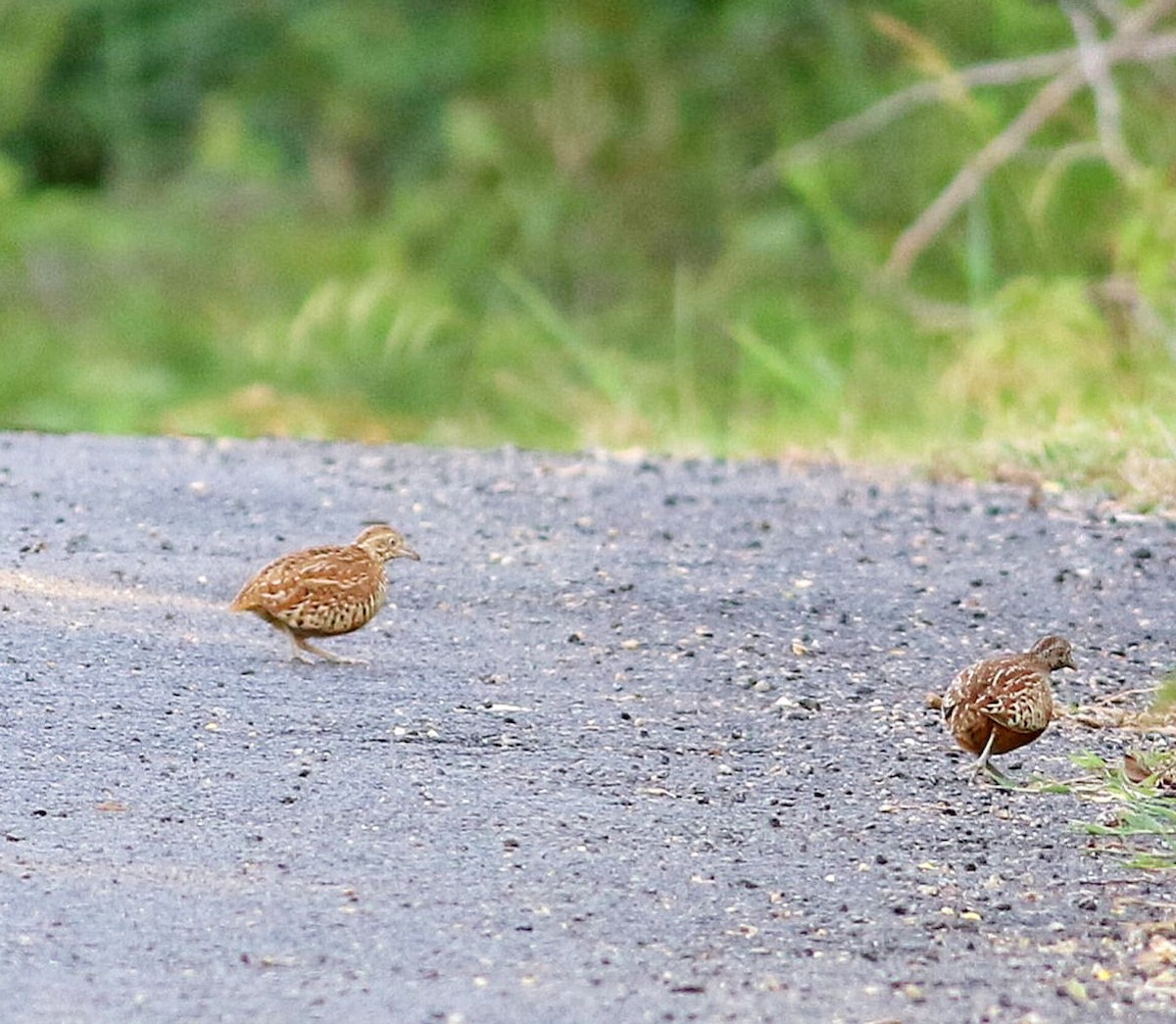 Barred Buttonquail - ML624184674