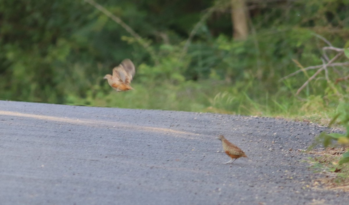 Barred Buttonquail - ML624184675