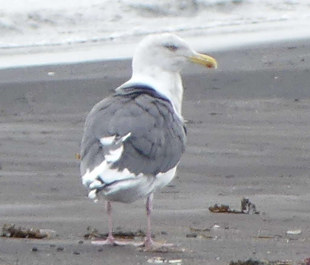 Slaty-backed Gull - ML624184683