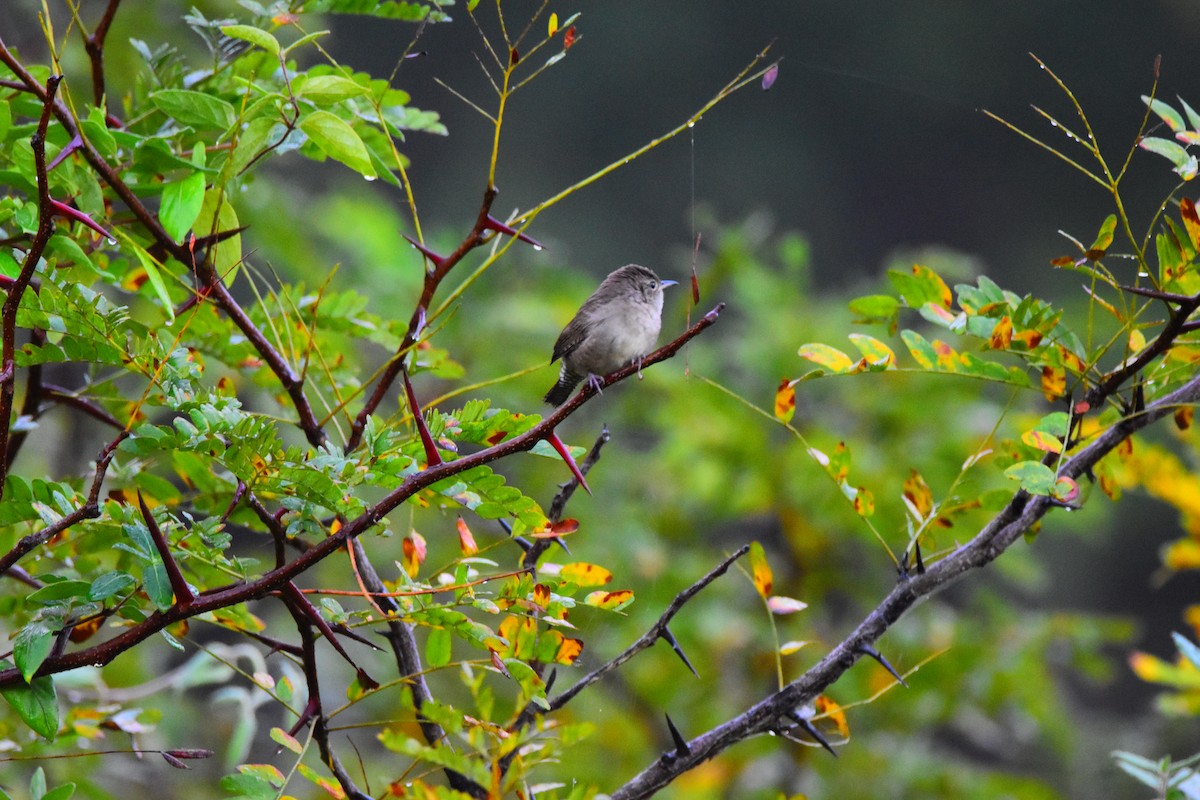 House Wren - ML624184687