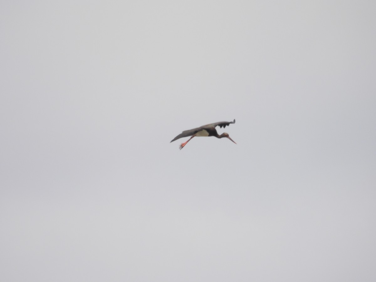 Black Stork - ML624184692