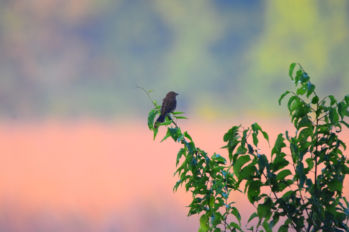 Indigo Bunting - ML624184709