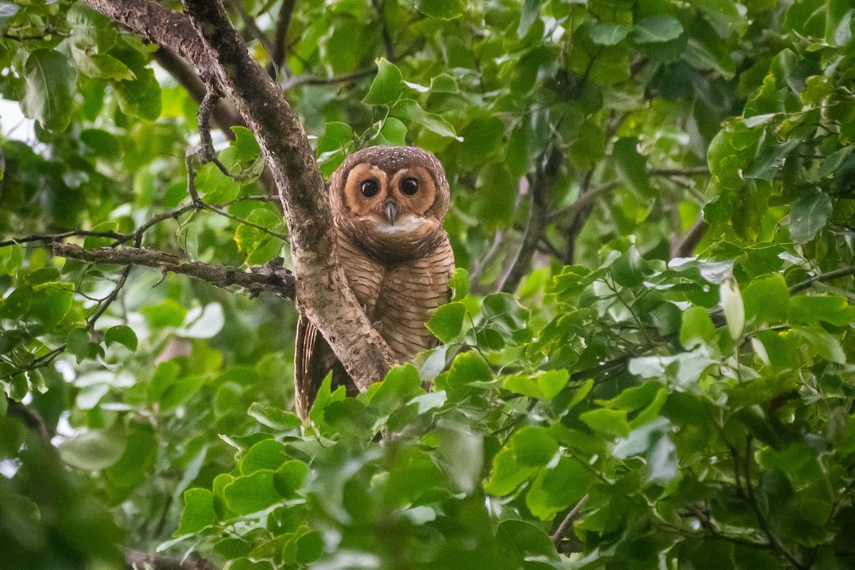 Spotted Wood-Owl - ML624184717