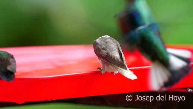White-necked Jacobin - ML624184719