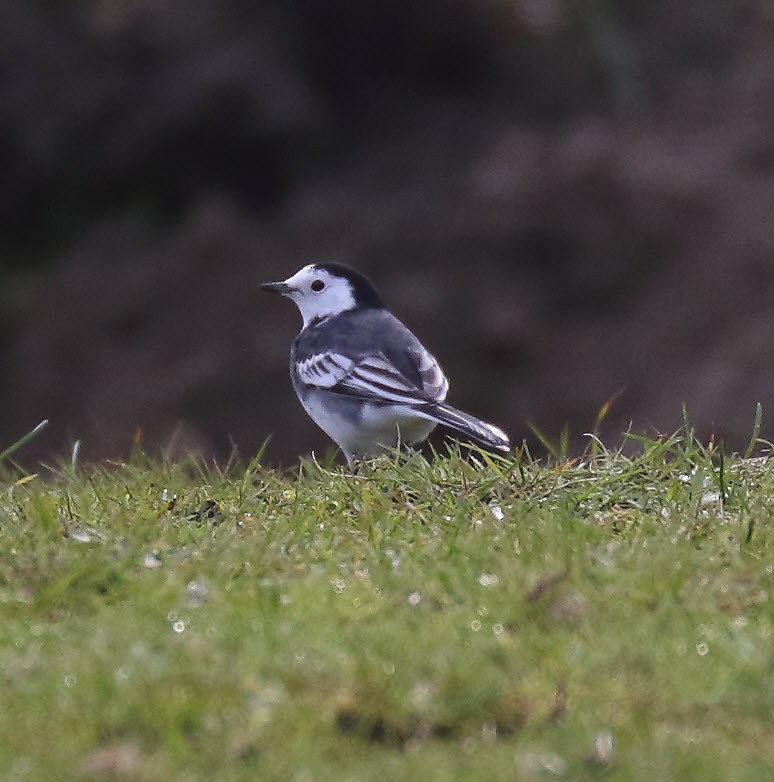 White Wagtail (British) - Odd Kindberg