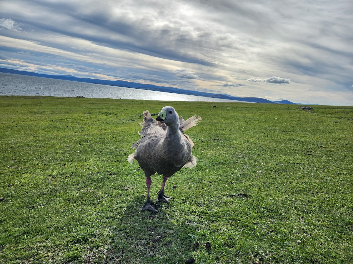 Cape Barren Goose - ML624184735