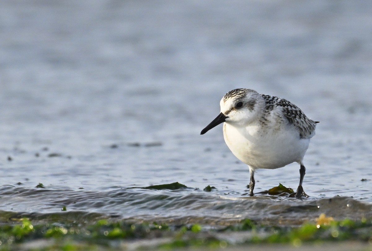 Sanderling - ML624184737