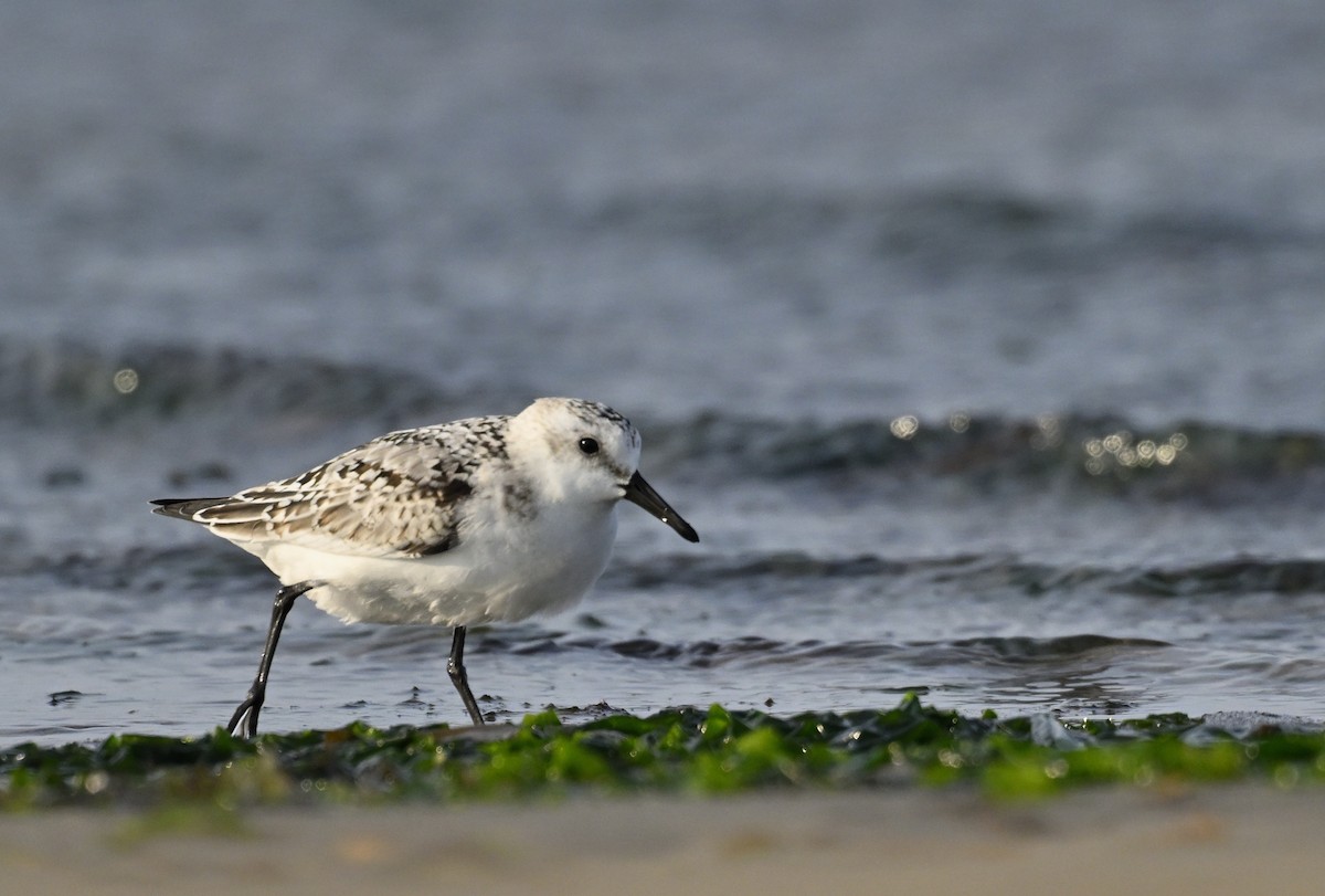 Sanderling - ML624184738