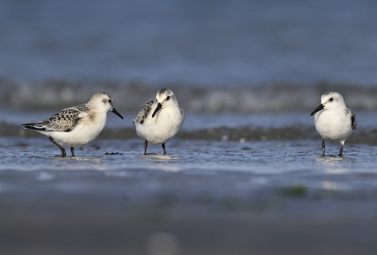 Sanderling - ML624184739