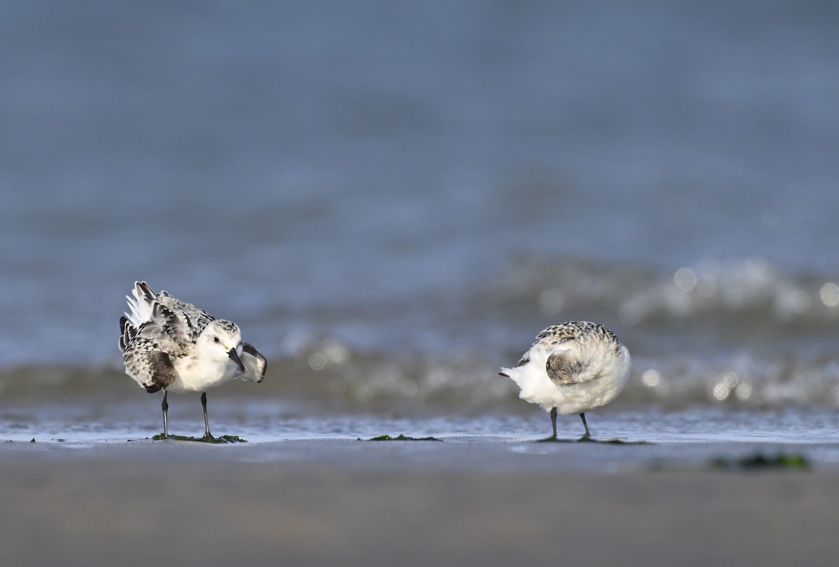 Sanderling - ML624184740