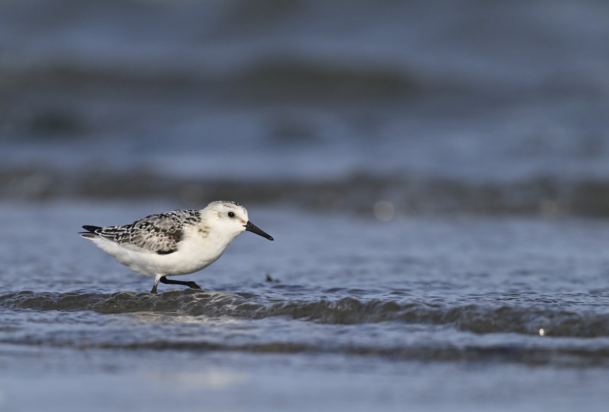 Sanderling - ML624184741