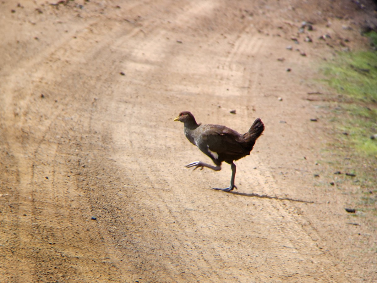 Tasmanian Nativehen - ML624184767