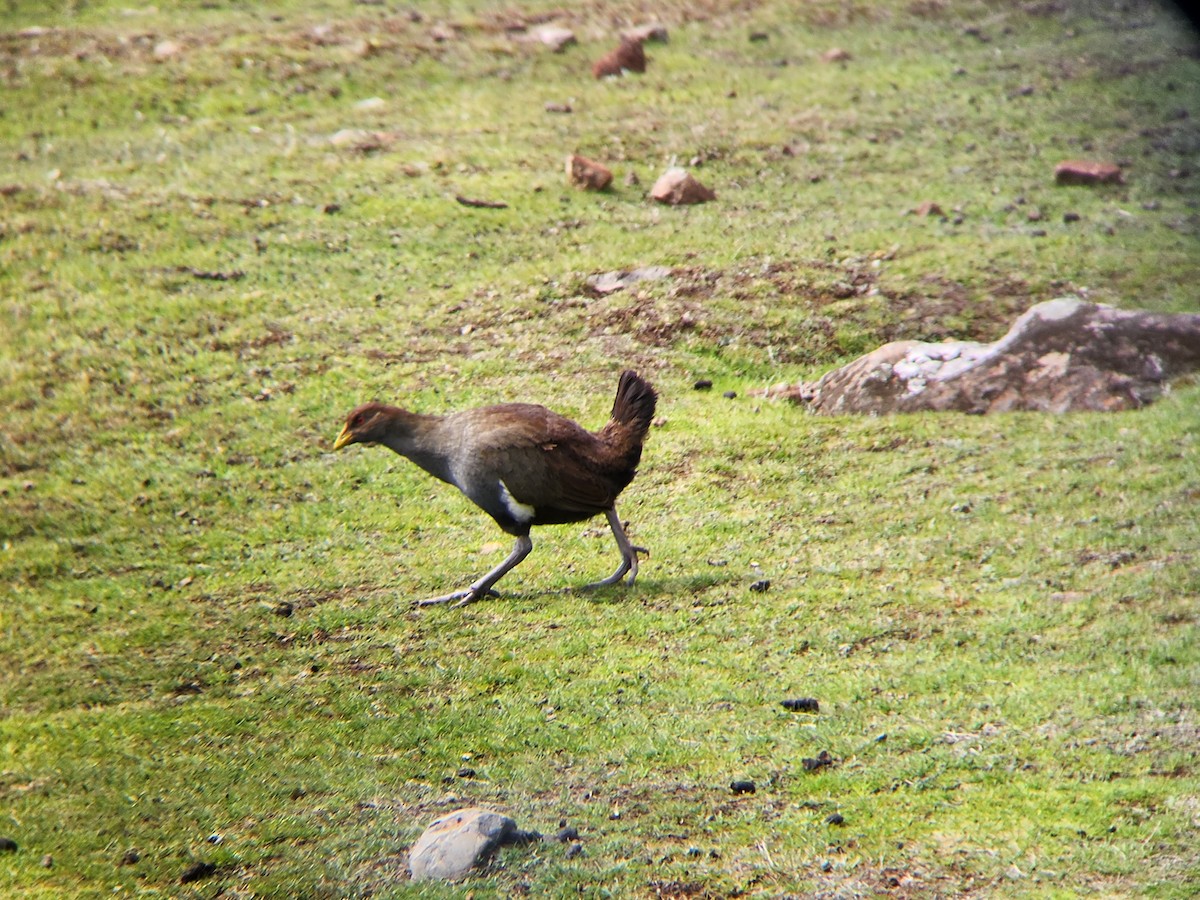 Tasmanian Nativehen - ML624184768