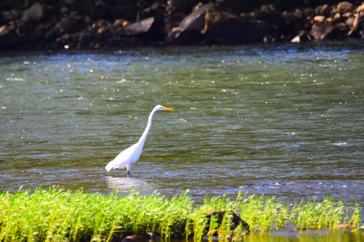 Great Egret - Josh Baysinger